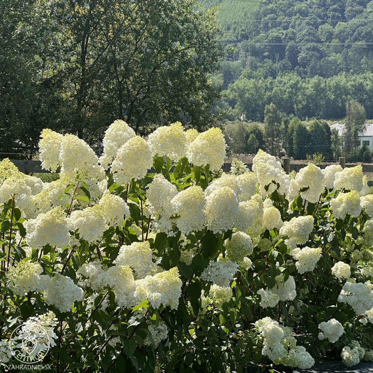 Obrázok Hortenzia metlinatá (Hydrangea paniculata) ´POLAR BEAR´® - výška 20-30 cm, kont. C2L